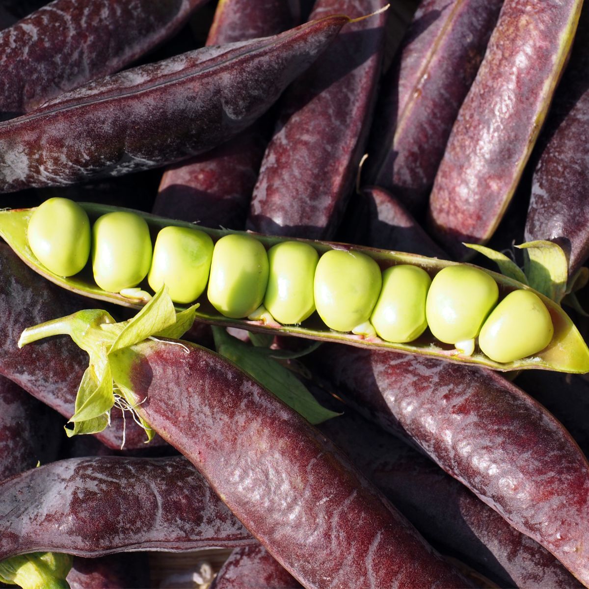 Shelling Pea- Purple Podded